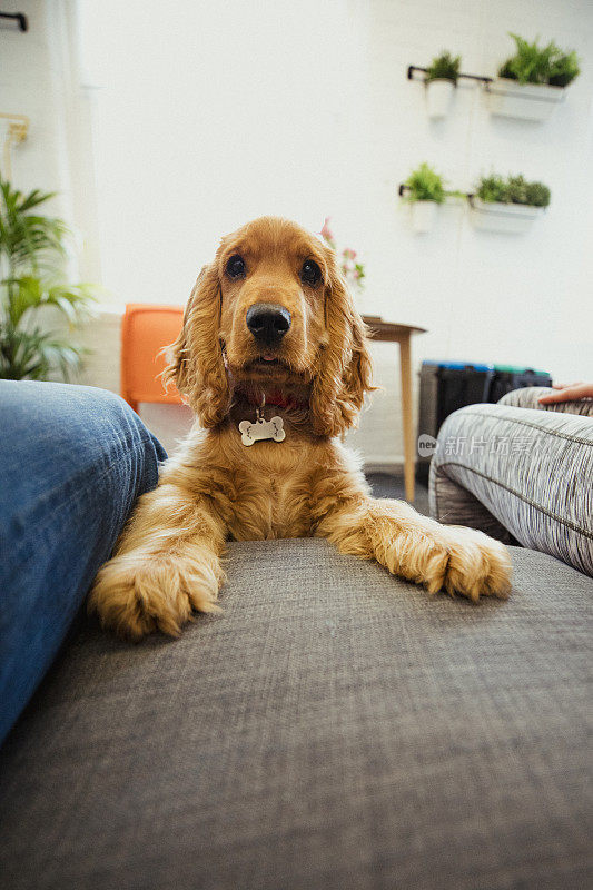 可爱的小猎犬