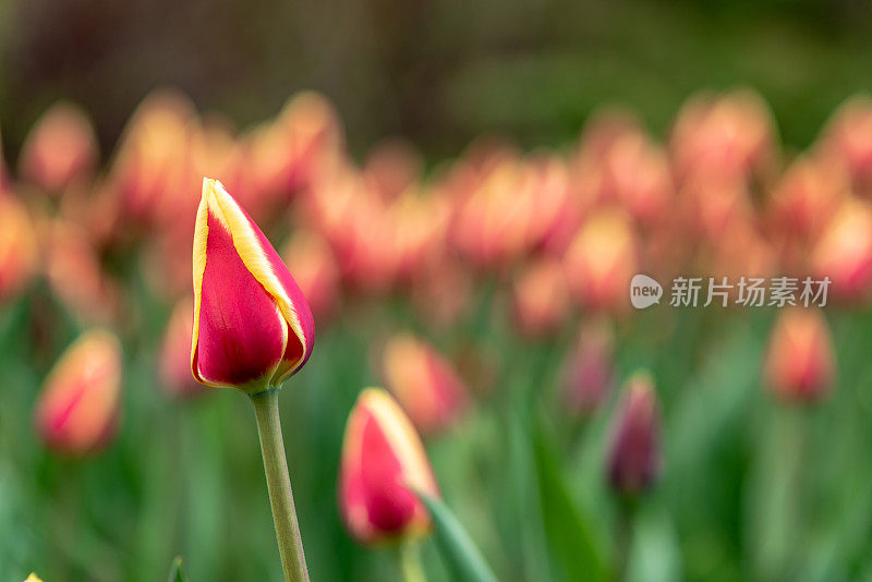 在加拿大郁金香节在专员公园，加拿大渥太华的雨滴单郁金香特写