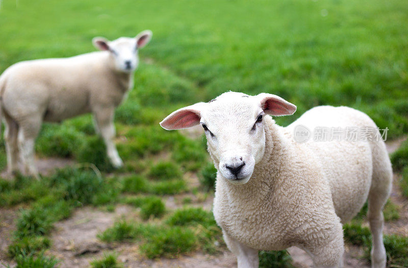 荷兰，弗里斯兰:草地上的两只白羊羔