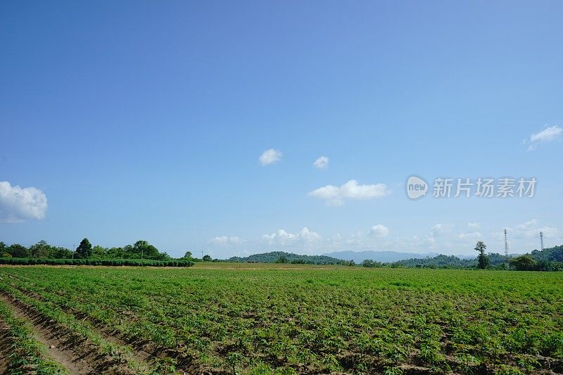 泰国东北部的木薯种植园