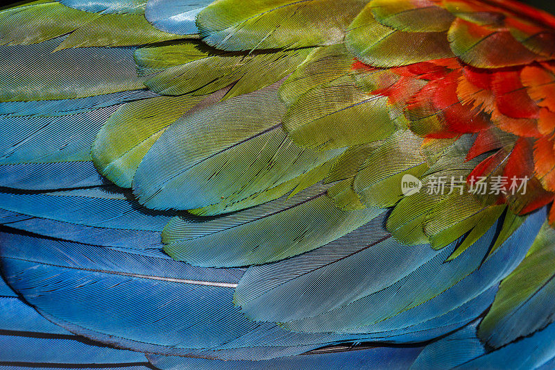 彩色鹦鹉金刚鹦鹉翅膀-热带鸟类羽毛自然图案-潘塔纳尔，巴西