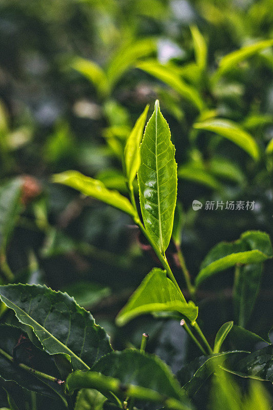 新鲜茶增长