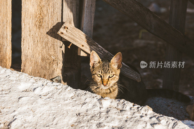 希腊圣托里尼岛阿克罗蒂里大街上的一只猫