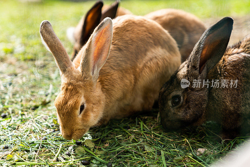 两只吃草的肉桂兔子