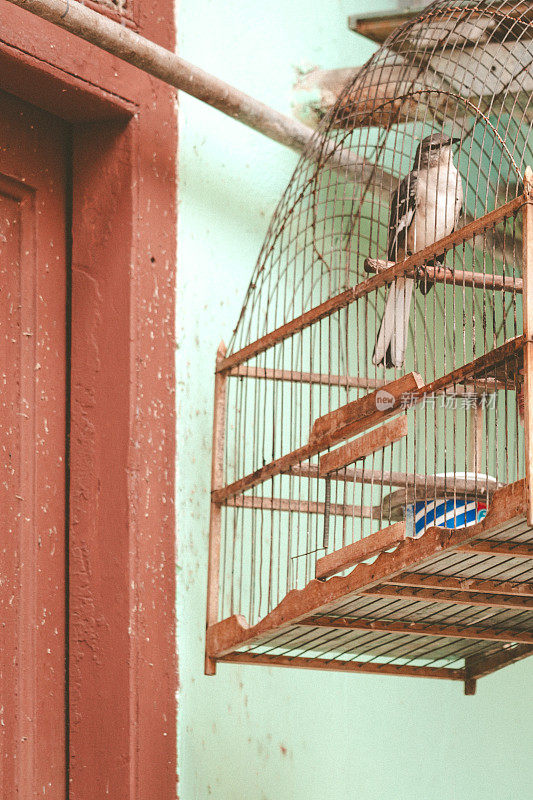 古巴的户外宠物鸟笼