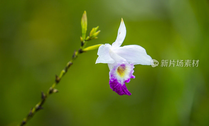 马来西亚:竹兰花