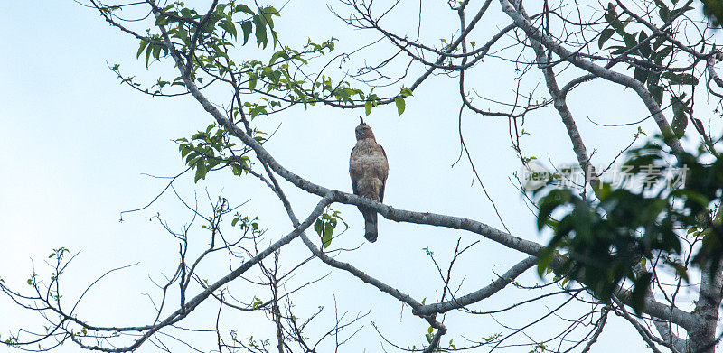 马来西亚:华莱士hawk-eagle