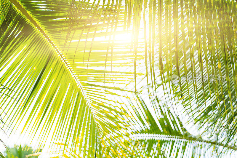 阳光穿过热带棕榈树的叶子