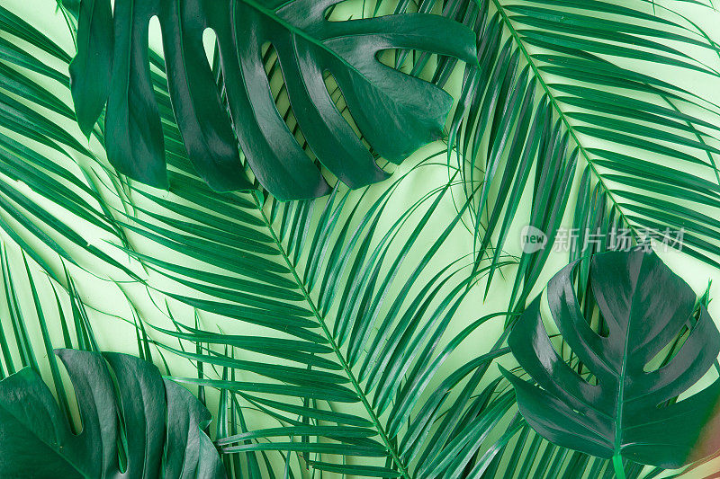 绿色背景上的绿色热带树叶的创意布局背景。最小的夏季异国情调概念与复制空间。