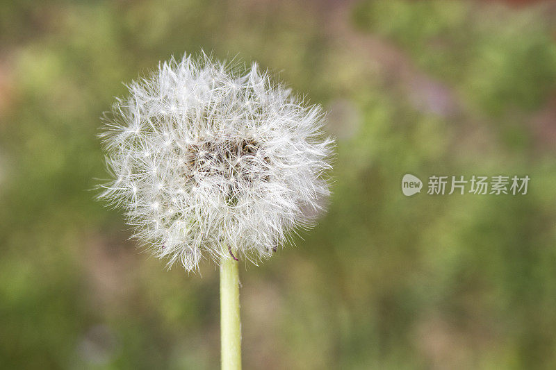 过敏和花粉