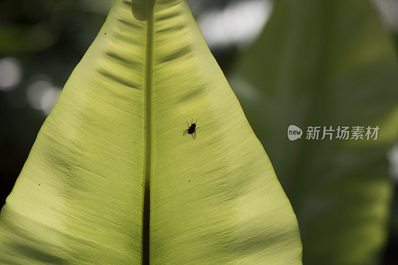 栖息在一片大叶子上的苍蝇