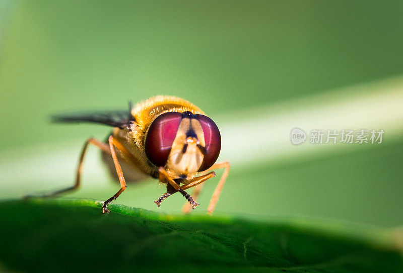 近距离观察Hoverfly坐在绿色的叶子上