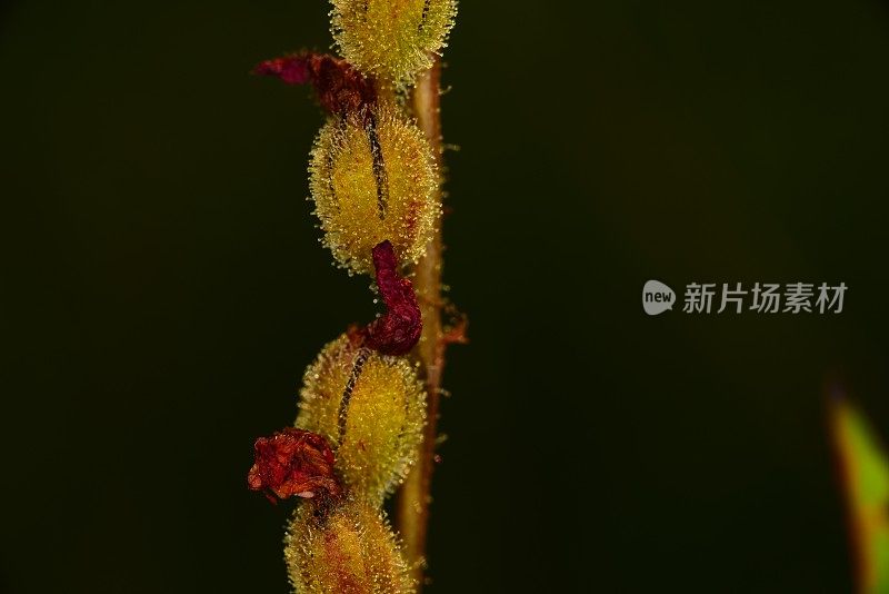 紫花蔷薇花茎的宏瓣，以深色背景结子