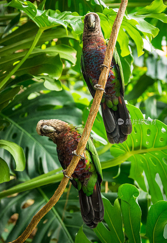 郁郁葱葱的丛林藤蔓上的两只鹰头鹦鹉