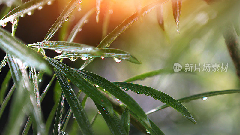 夹竹桃植物或坎儿植物