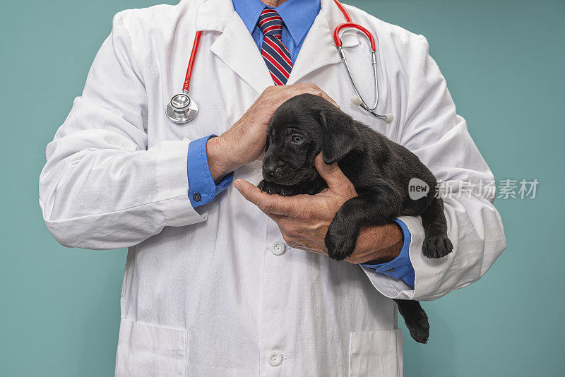 一名雄性兽医抱着一只8周大的黑色拉布拉多小狗
