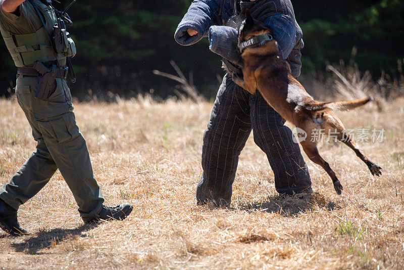 警犬训练与比利时马里诺斯防护服