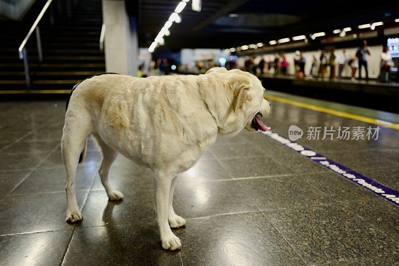 狗在地铁里等待