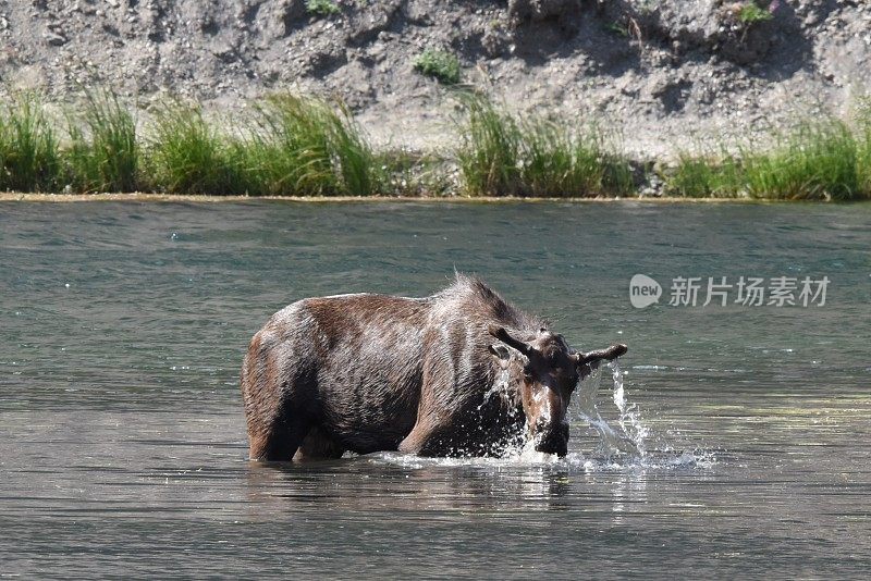 在湖中觅食的驼鹿