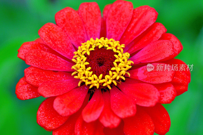 Zinnia花