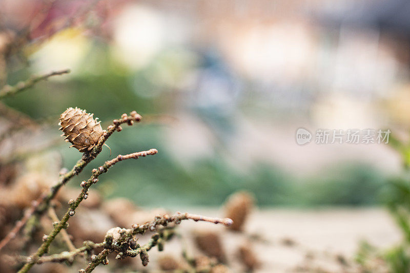 圣诞市场上云杉圆锥的特写