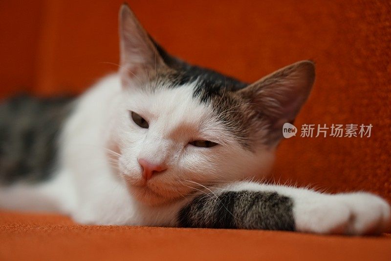 虎斑猫正在沙发上睡觉