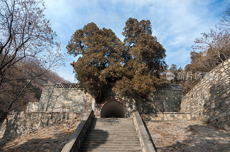 巨大的杂草丛生的树生长在一个古老的石门上，中国泰山