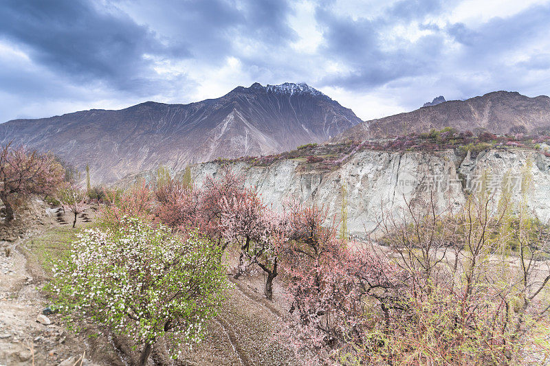 自然风景沿着喀喇昆仑山在罕萨山谷与樱花盛开的秋天巴基斯坦