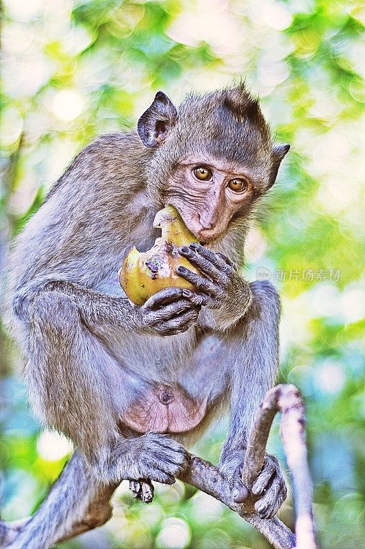 猴子喜欢吃水果。