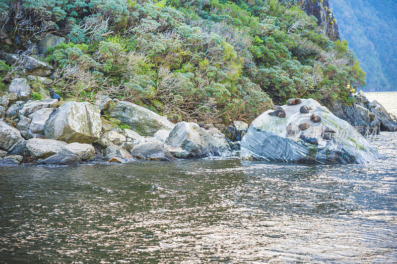 位于新西兰南岛的新西兰峡湾国家公园