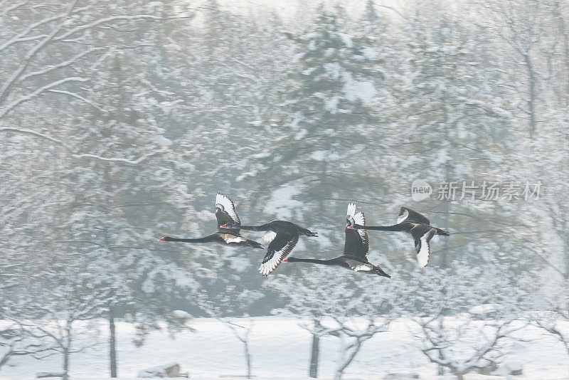 黑天鹅在冰雪中飞翔