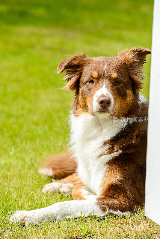 澳大利亚牧羊犬