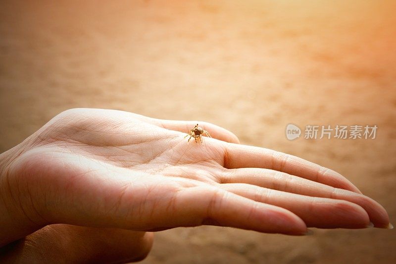 手里拿着螃蟹的女孩