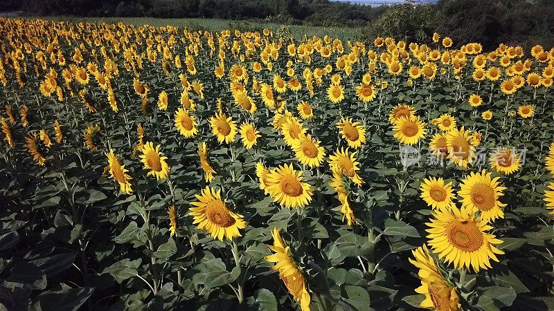 向日葵田和特写