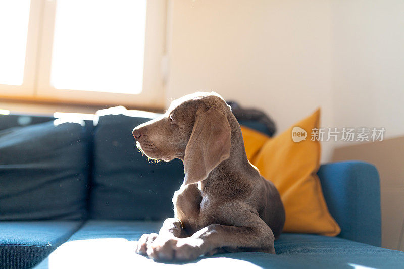 威玛猎犬小狗躺在沙发上