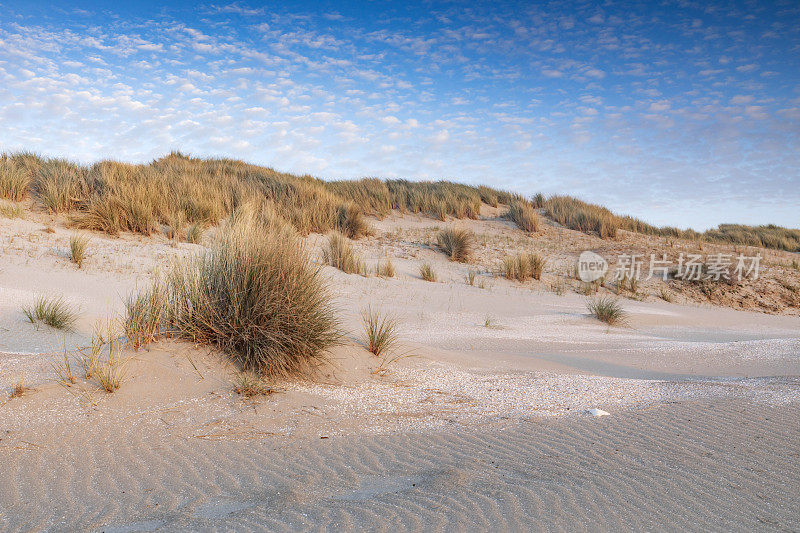 海牙附近荷兰海岸的沙丘