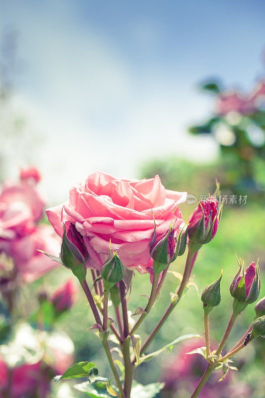 粉红色玫瑰花，花蕾柔嫩