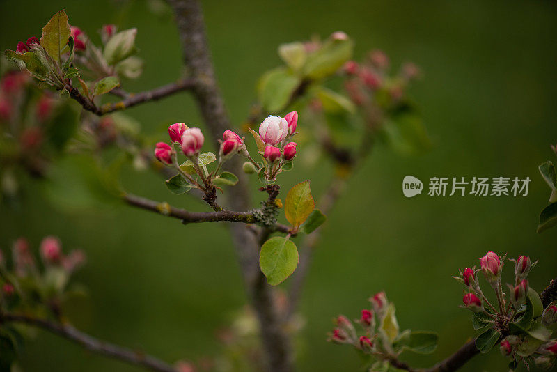 苹果花芽