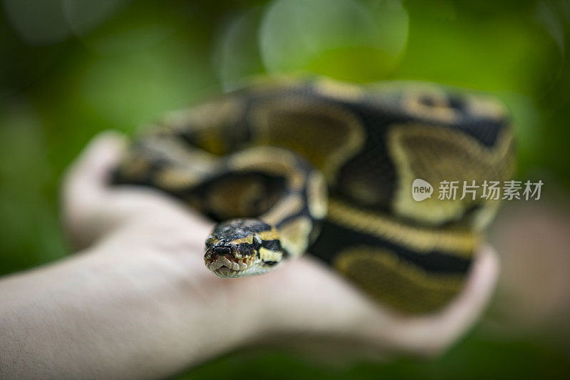 选择聚焦特写的年轻人拿着皇家蟒蛇在手里