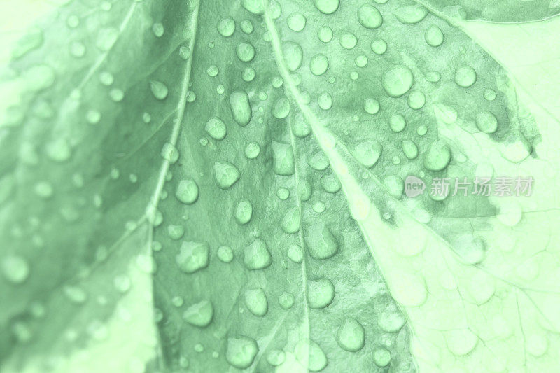 雨点落在常青藤叶子上