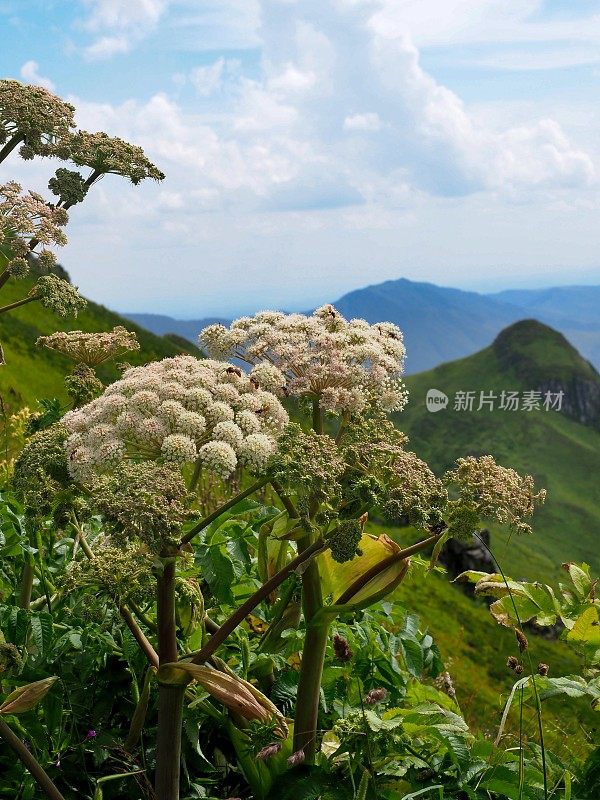 安吉莉卡在法国康塔尔山脉前