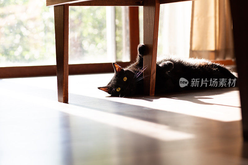漂亮的黑猫在茶几下的木地板上享受阳光