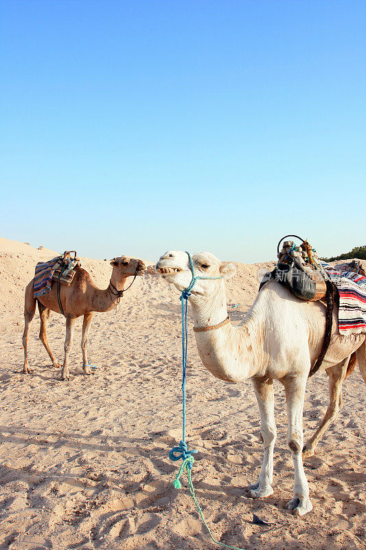 撒哈拉沙漠的骆驼