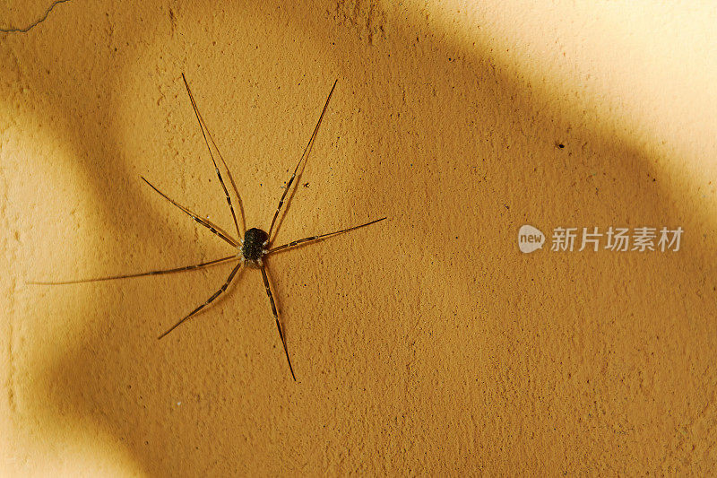细长的蜘蛛在花园里的墙上爬行。屋里有野兽