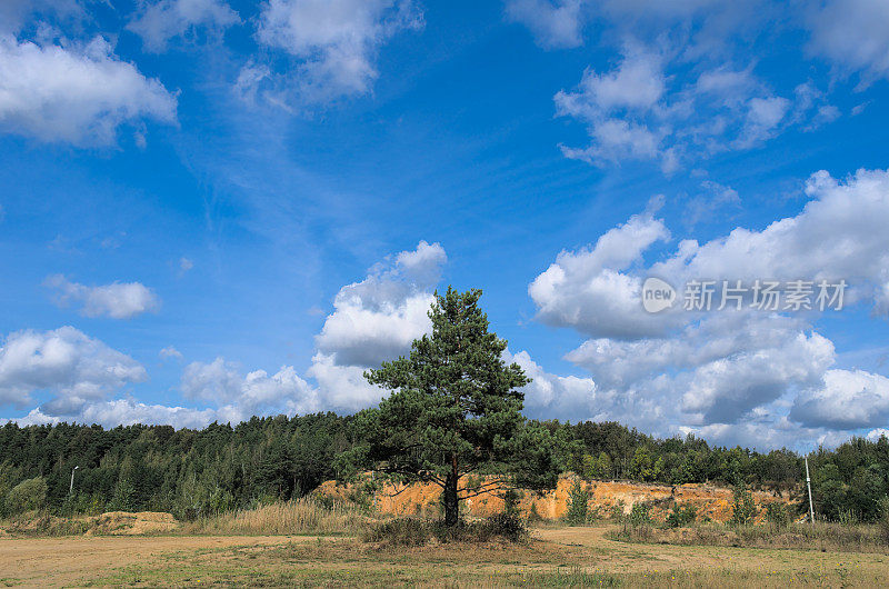 多云的天空下，沙湖岸边的一棵松树