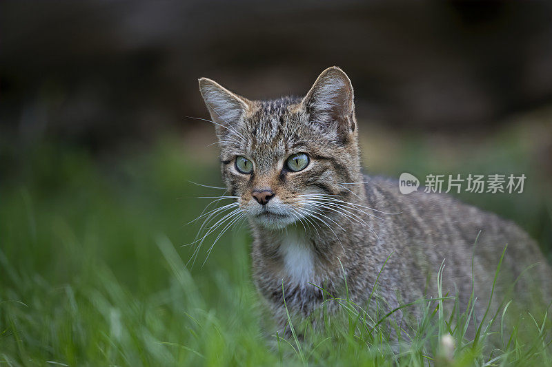 苏格兰野猫