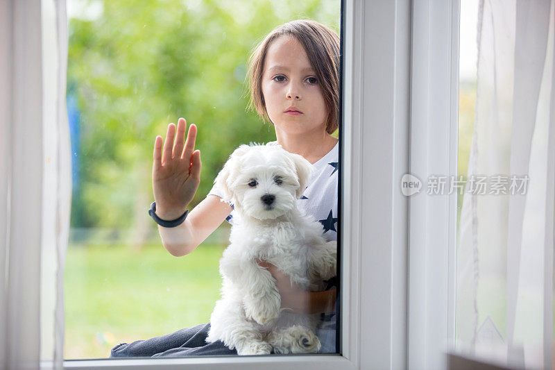 孩子和狗，男孩和马耳他小狗品种的狗，坐在窗户后面