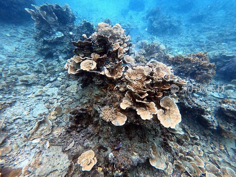 泰国古道海洋生物