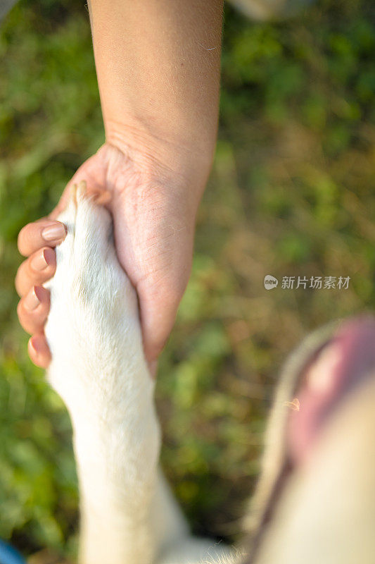 一个女人的手牵着狗的爪子在户外公园的特写