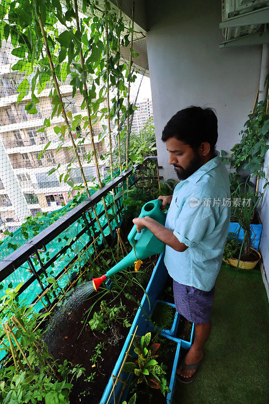 印度加济阿巴德，用人造草坪和鸽子防鸟网设计的园丁浇灌住宅阳台上的蔬菜床